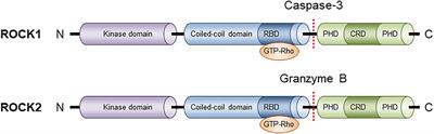 The Physiology, Pathology, and Therapeutic Interventions for ROCK Isoforms in Diabetic Kidney Disease